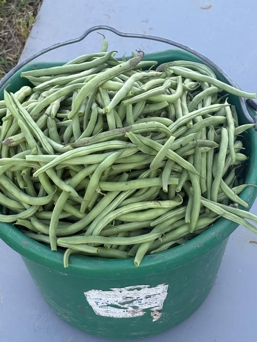 Phaseolus vulgaris