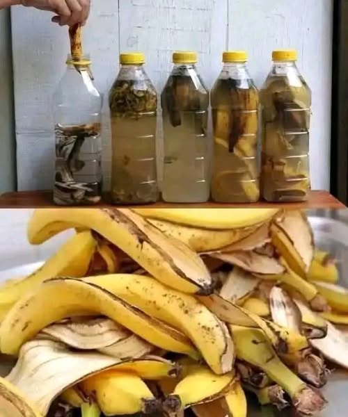 banana peel fertilizer