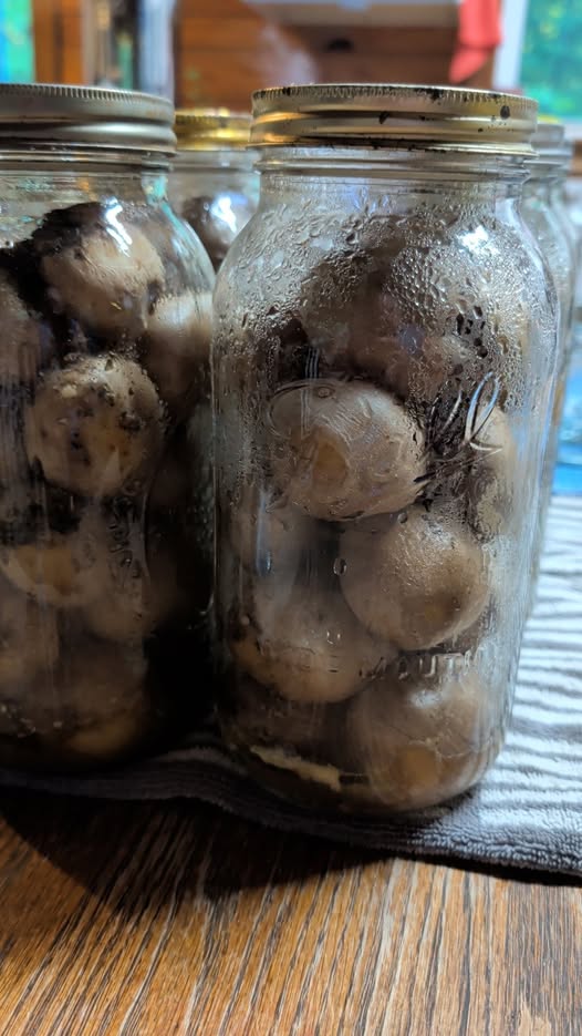 Agaricus bisporus